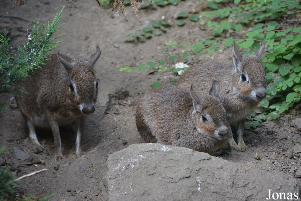 Zoo Jihlava