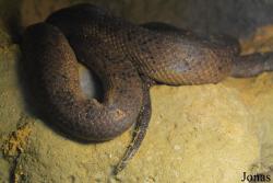 Chilabothrus inornatus