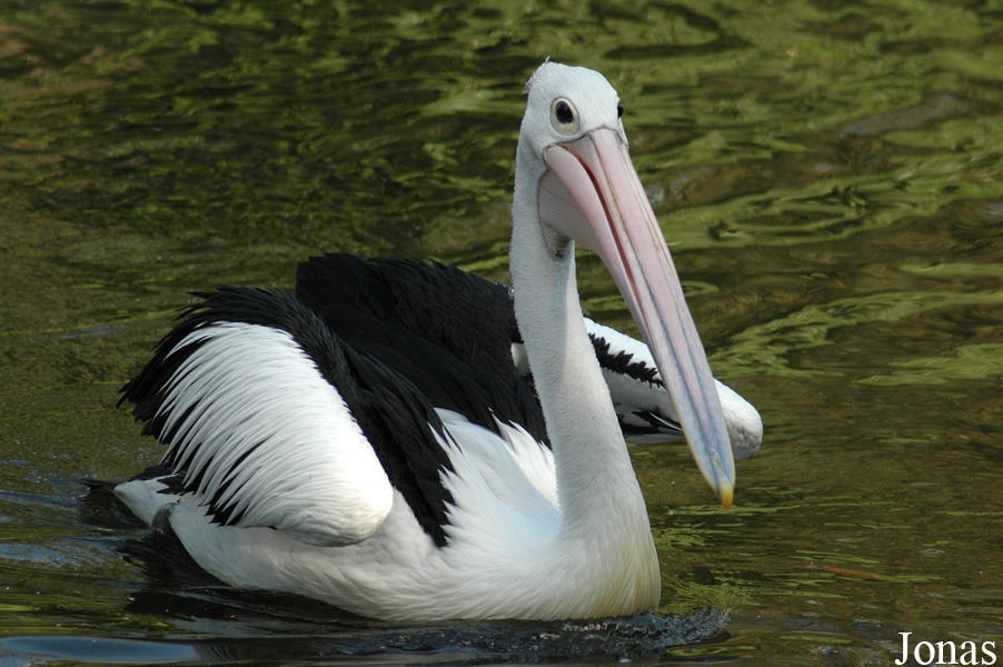 Vogelpark Walsrode