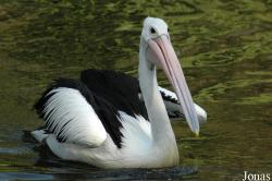 Vogelpark Walsrode
