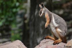Zoo Brno