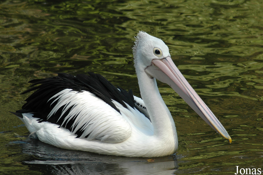 Vogelpark Walsrode