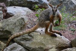 Zoo Brno
