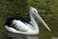 Vogelpark Walsrode