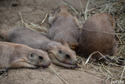Zoo Brno