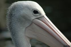 Vogelpark Walsrode