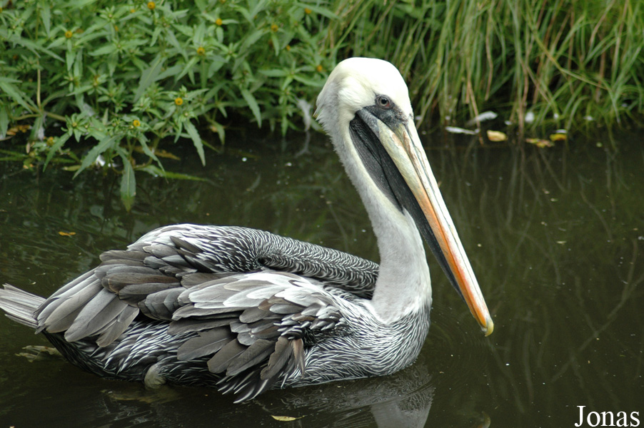 Vogelpark Walsrode