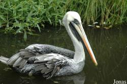 Vogelpark Walsrode