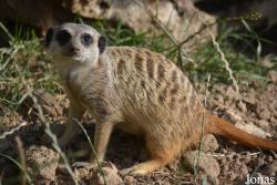 Parc Animalier d'Auvergne