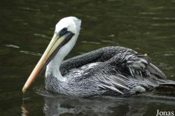 Pelecanus thagus