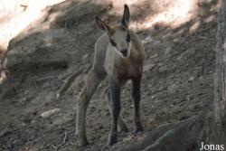 Parc Animalier d'Auvergne