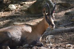 Parc Animalier d'Auvergne