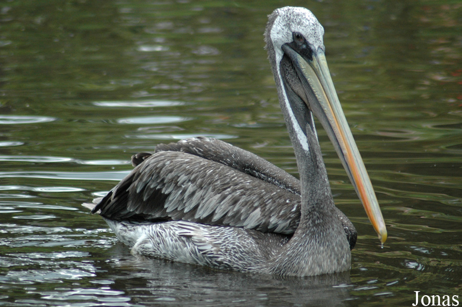 Vogelpark Walsrode