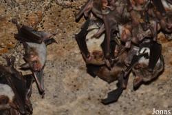Myotis myotis