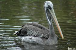 Vogelpark Walsrode