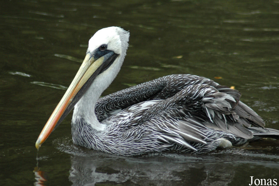 Vogelpark Walsrode