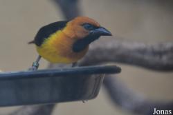 Ploceus nigricollis