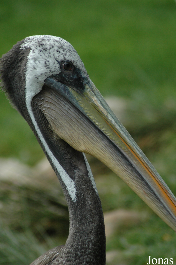 Vogelpark Walsrode