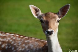 Dierenpark de Rippert