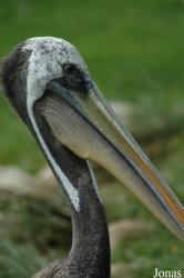 Vogelpark Walsrode