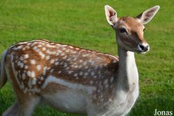 Dierenpark de Rippert