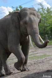 Dierenrijk