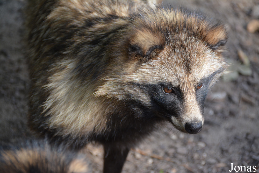 Dierenrijk