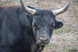 Dierenrijk