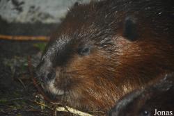 Dierenrijk