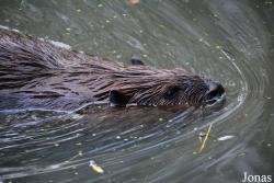 Dierenrijk
