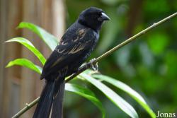 Euplectes jacksoni