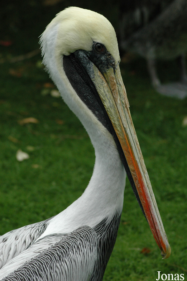 Vogelpark Walsrode