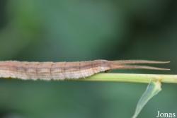Satyrinae