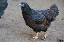 Poule Barnevelder