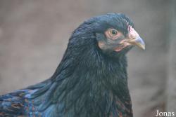 Kinderboerderij Hagerhof