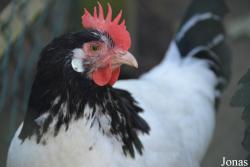 Poule Lakenvelder