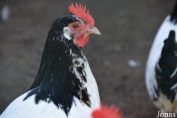 Kinderboerderij Hagerhof