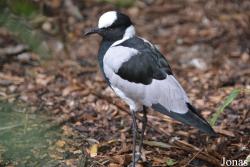 Uilen- en Dierenpark De Paay