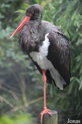 Uilen- en Dierenpark De Paay