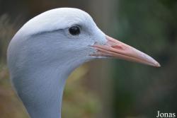 Uilen- en Dierenpark De Paay