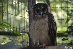 Uilen- en Dierenpark De Paay