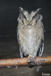 Uilen- en Dierenpark De Paay