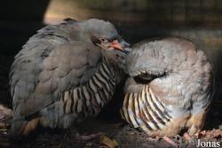 Alectoris graeca