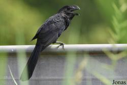 Crotophaga ani