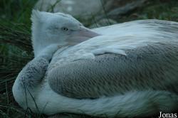 Vogelpark Walsrode