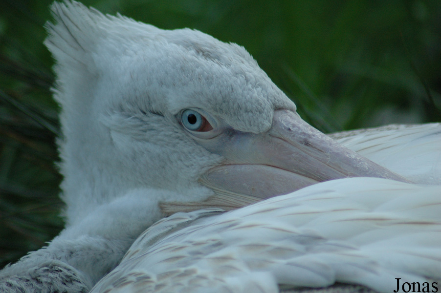 Vogelpark Walsrode