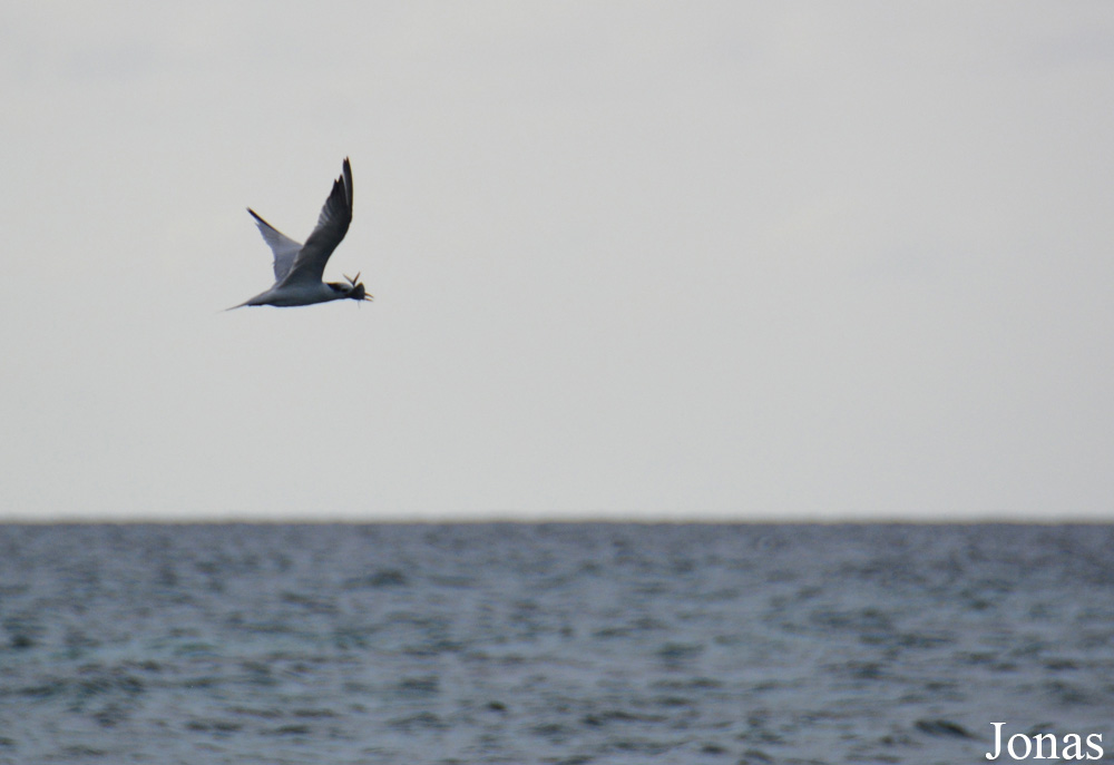 Cayo Jutías