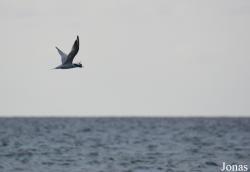 Cayo Jutías
