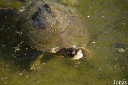 Trachemys decussata