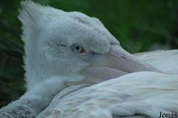 Vogelpark Walsrode
